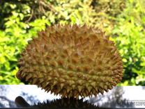 Inspirasi dari Kebun Buah