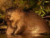 Learning from Beavers: Impacting the World Around You 