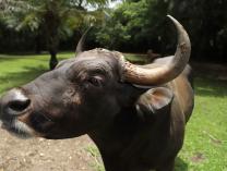Sang Banteng yang Sombong 