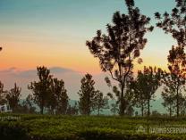 Suara Pagi